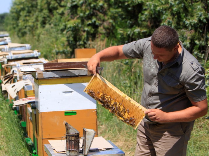 Beekeeper Daniel Ferencz inspects bee hives in a forest in Backo Petrovo Selo, Serbia, July 7, 2017, after a grant from the Hungarian government enabled him to buy a honey bottling machine, as well as bees and hives.  REUTERS/Bernadett Szabo