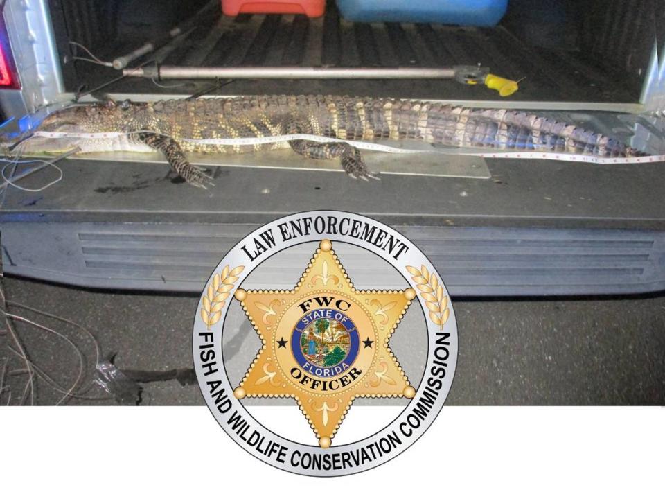 Two suspected alligator poachers were caught in the oddest of ways, when a roadside service truck pulled along side their vehicle to offer assistance, according to the Florida Fish and Wildlife Conservation Commission.