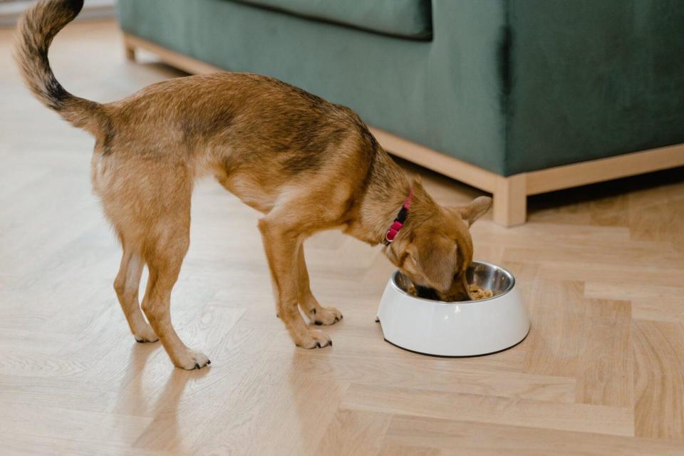 Is your dog a fussy eater? (Photo: Submitted)