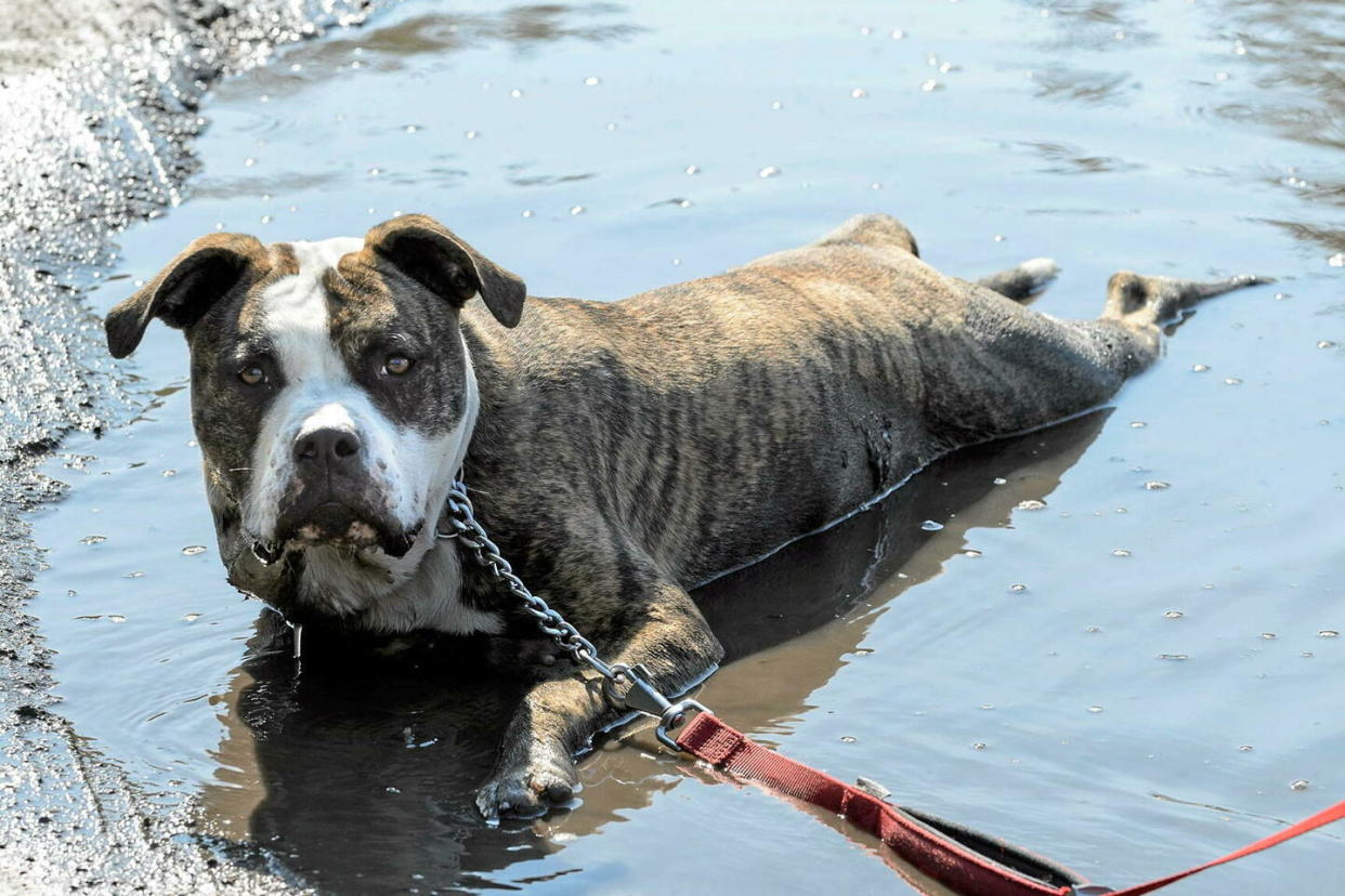 Le propriétaire du pitbull qui a attaqué Marley a pris la fuite avant que le père de la fillette ne puisse relever son identité. (Photo d'illustration)  - Credit:Jean-Marc Quinet / MAXPPP / BELPRESS/MAXPPP