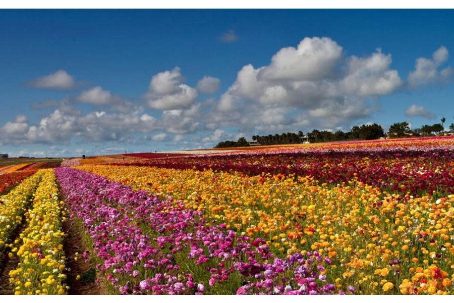 Vive la experiencia de los hermosos campos de flores en Carlsbad Ranch en San Diego