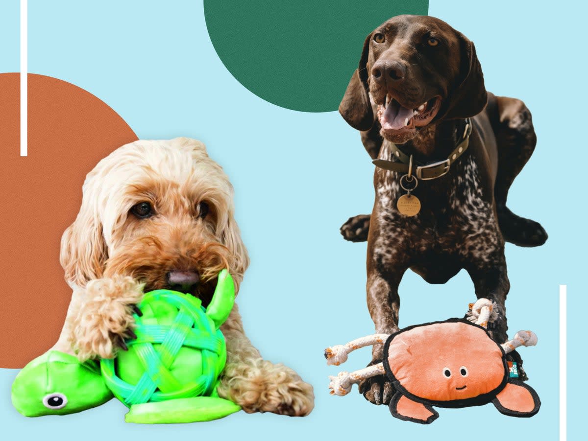 Our ruff ‘n tumble testers were all ages, breeds, sizes and activity levels (iStock/The Independent)