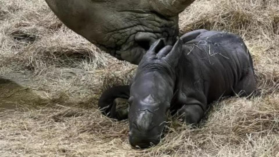 PHOTO: The Indianapolis Zoo is celebrating the arrival of a white rhinoceros calf born at 9:13 a.m. to 19-year-old mother Zenzele on on Sunday, Feb. 11, 2024. This is the first live-birth rhino calf for the Indianapolis Zoo and Zenzele’s seventh calf. (Indianapolis Zoo)