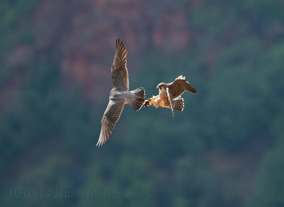 Peregrine Falcons in Zion National Park, photo provided by the National Park Service