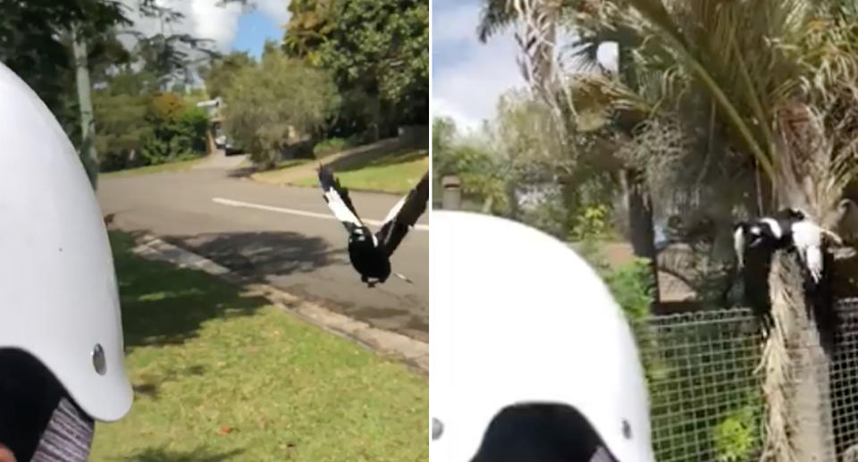 Incredible video shows dangers of magpie season as bird swoops cyclist. 