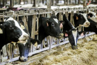 FILE - In this Dec. 4, 2019, file photo cows stand in a barn at Rosendale Dairy in Pickett, Wis. American dairy farmers, distillers and drug makers have been eager to break into India, the world’s seventh-biggest economy but a tough-to-penetrate colossus of 1.3 billion people. Looks like they’ll have to wait. Talks between the Trump administration and New Delhi, intended to forge at least a modest deal in time for President Donald Trump’s visit there, appear to have fizzled. Barring some last-minute dramatics — always possible with the Trump White House — a U.S.-India trade pact is months away, if not longer. For now, the failure to reach an accord may reflect not so much the differences between Trump and Prime Minister Narendra Modi as the similarities. (AP Photo/Morry Gash, File)