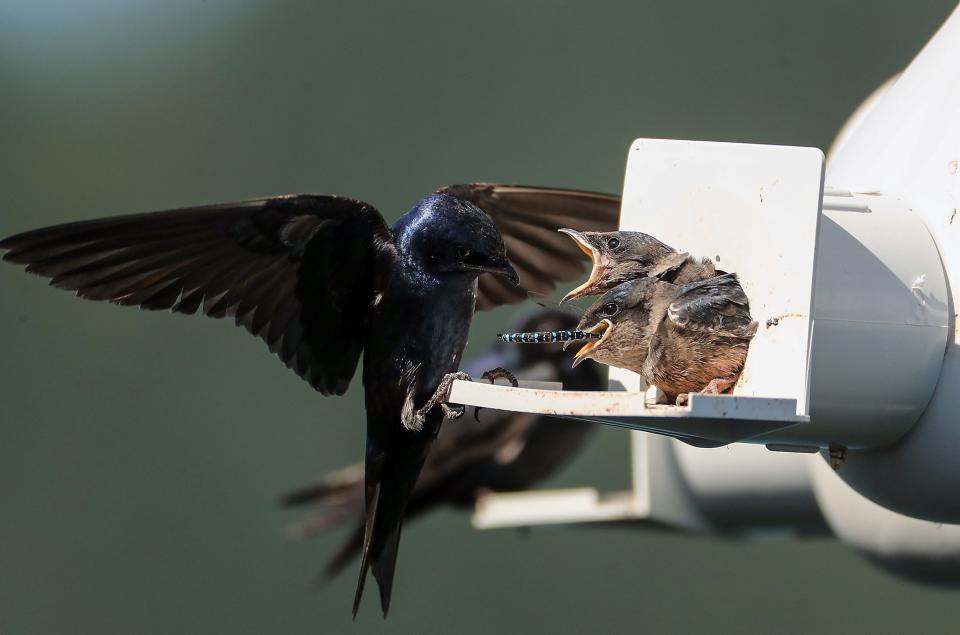 A nestling purple martin gulps down a dragonfly that was brought by its father to its gourd-shaped nesting box on Tuesday, July 27, 2021.