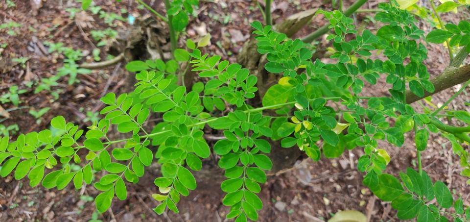 Moringa powder is a superfood that has a number of health benefits 