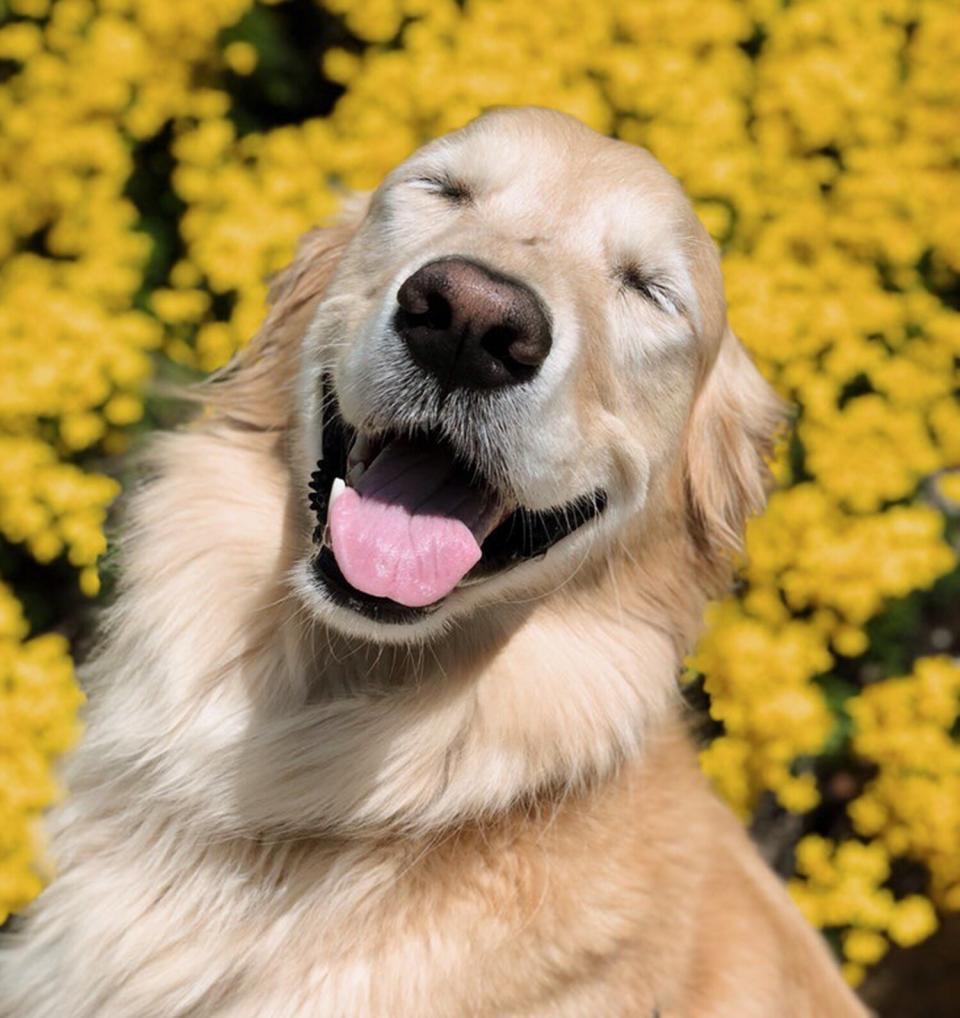 Golden Retreiver on a roof