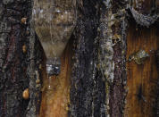 Resin drips from a plastic bottle in the pine-covered mountains surrounding the Indigenous township of Cheran Michoacan state, Mexico, Thursday, Jan. 20, 2022, where regular citizens have taken the fight against illegal logging into their own hands. Over the last decade they have seen illegal logging clear the hillsides for plantations of water hungry avocado trees. Some whose plots have been completely logged have resumed what had once been a sustainable forestry practice of extracting pine resin for turpentine or cosmetics. (AP Photo/Fernando Llano)