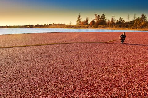 Wisconsin produces half the world's cranberries - Credit: GETTY