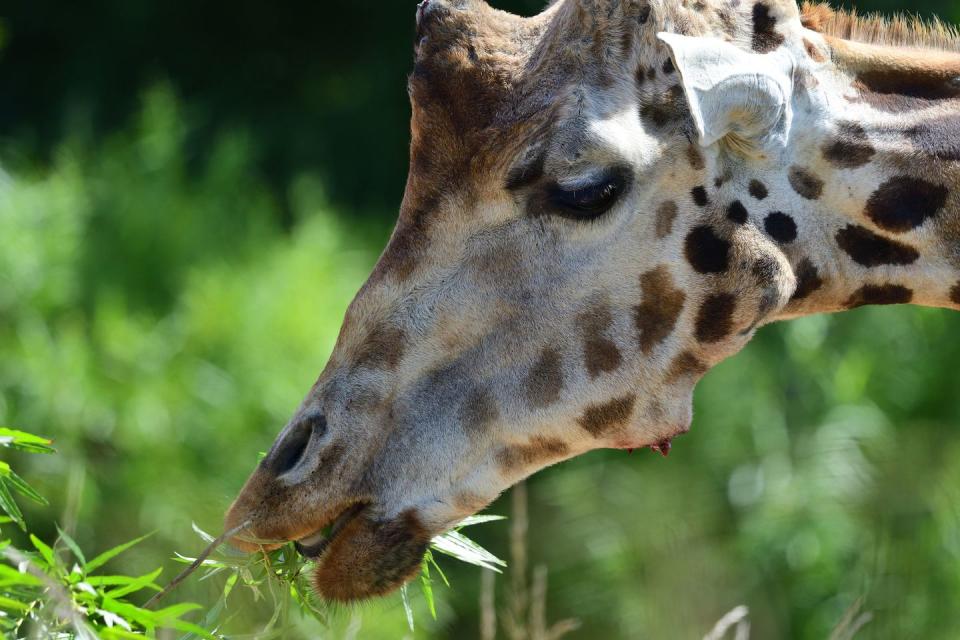 Kordofan and Nubian Giraffes