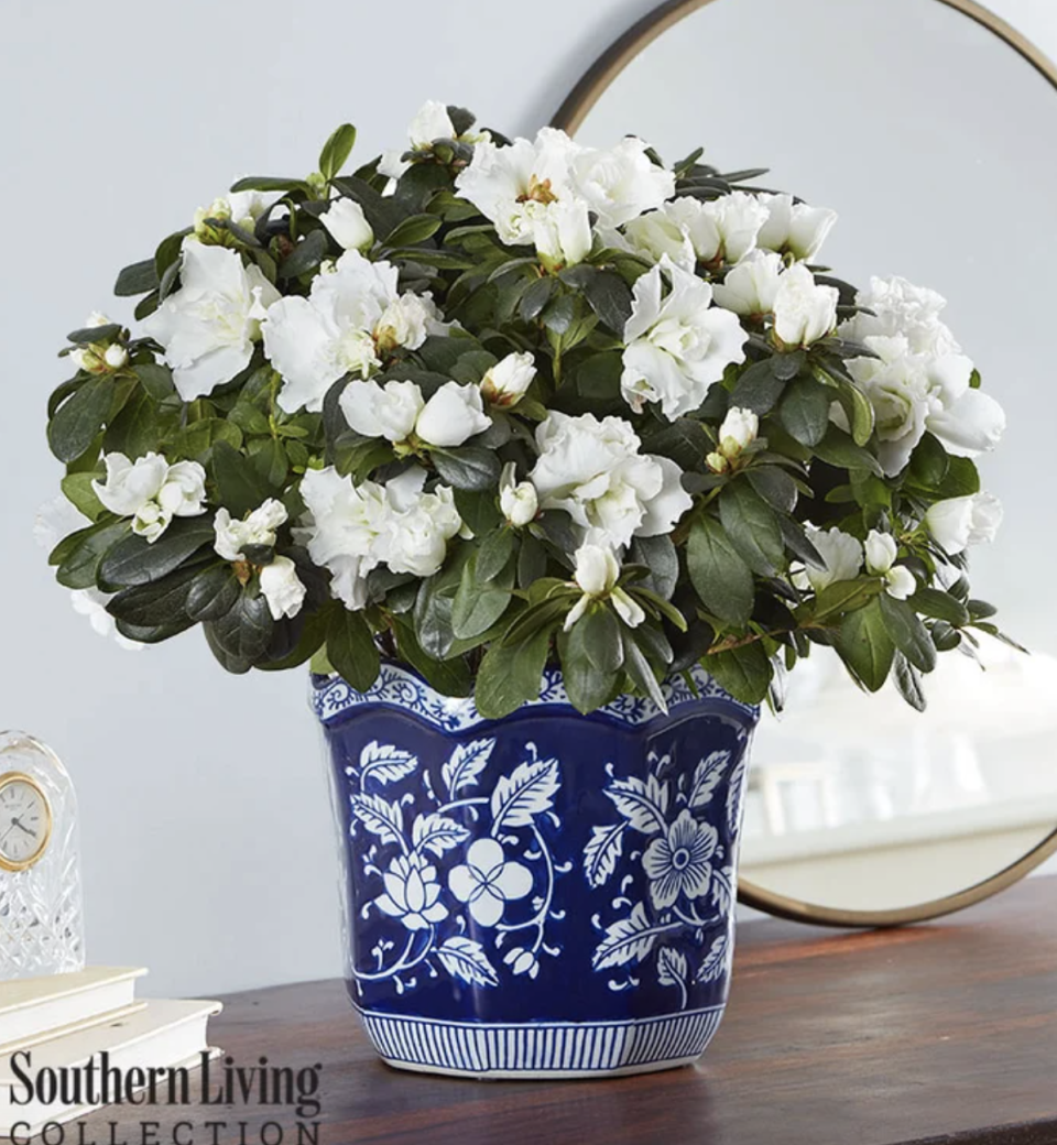 bouquet of green leaves and White Azalea flowers (Photo via 1-800-Flowers)