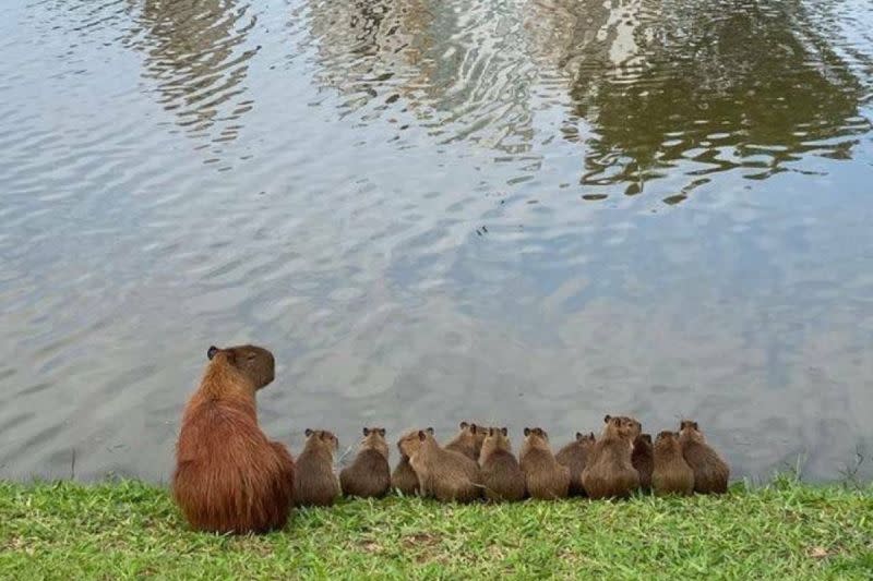 ▲水豚媽帶著12隻小水豚排排坐在湖邊。（圖／Twitter：CAPY_SOMETIMES）