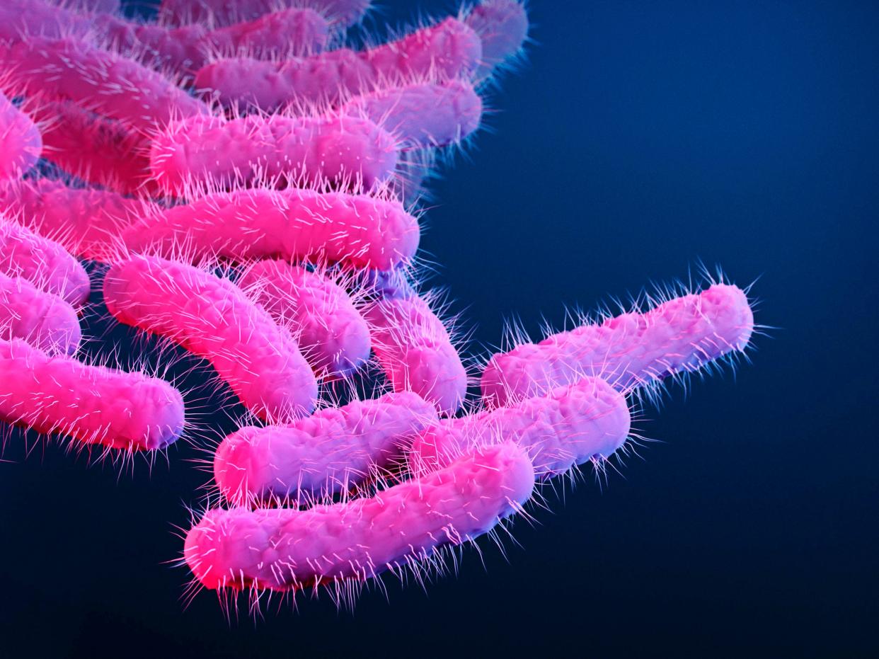 Shigella bacteria illustration