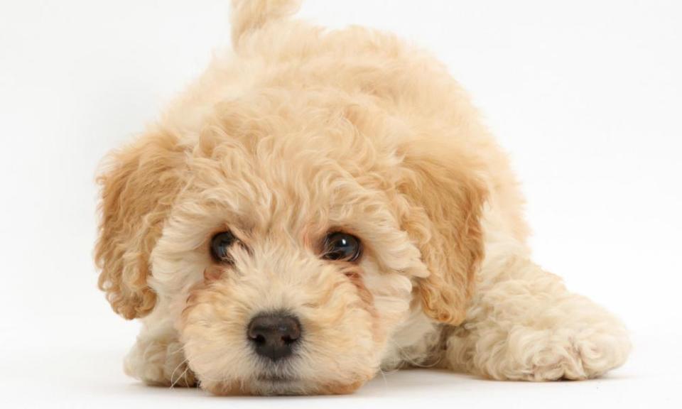 Poochon puppy, Bichon Frise cross Poodle, age 6 weeks