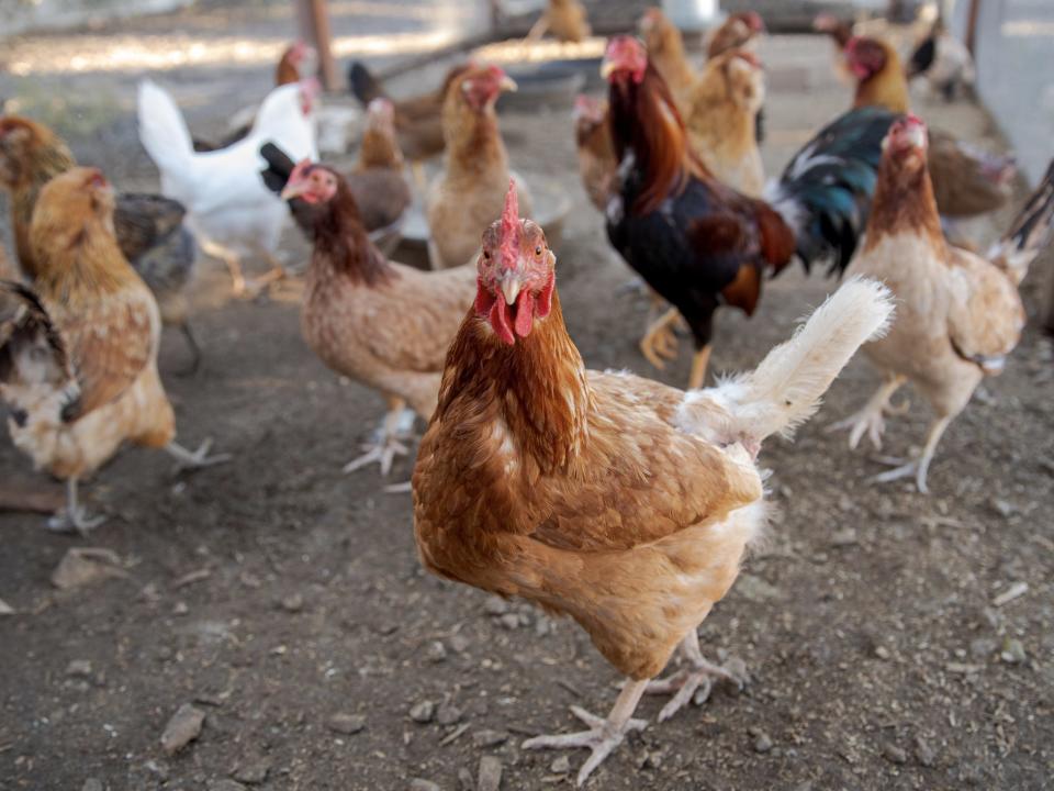 Chickens staring into the camera.