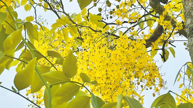 台南白河6月除了蓮花，也別錯過「黃金雨」阿勃勒。（張毓翎攝）