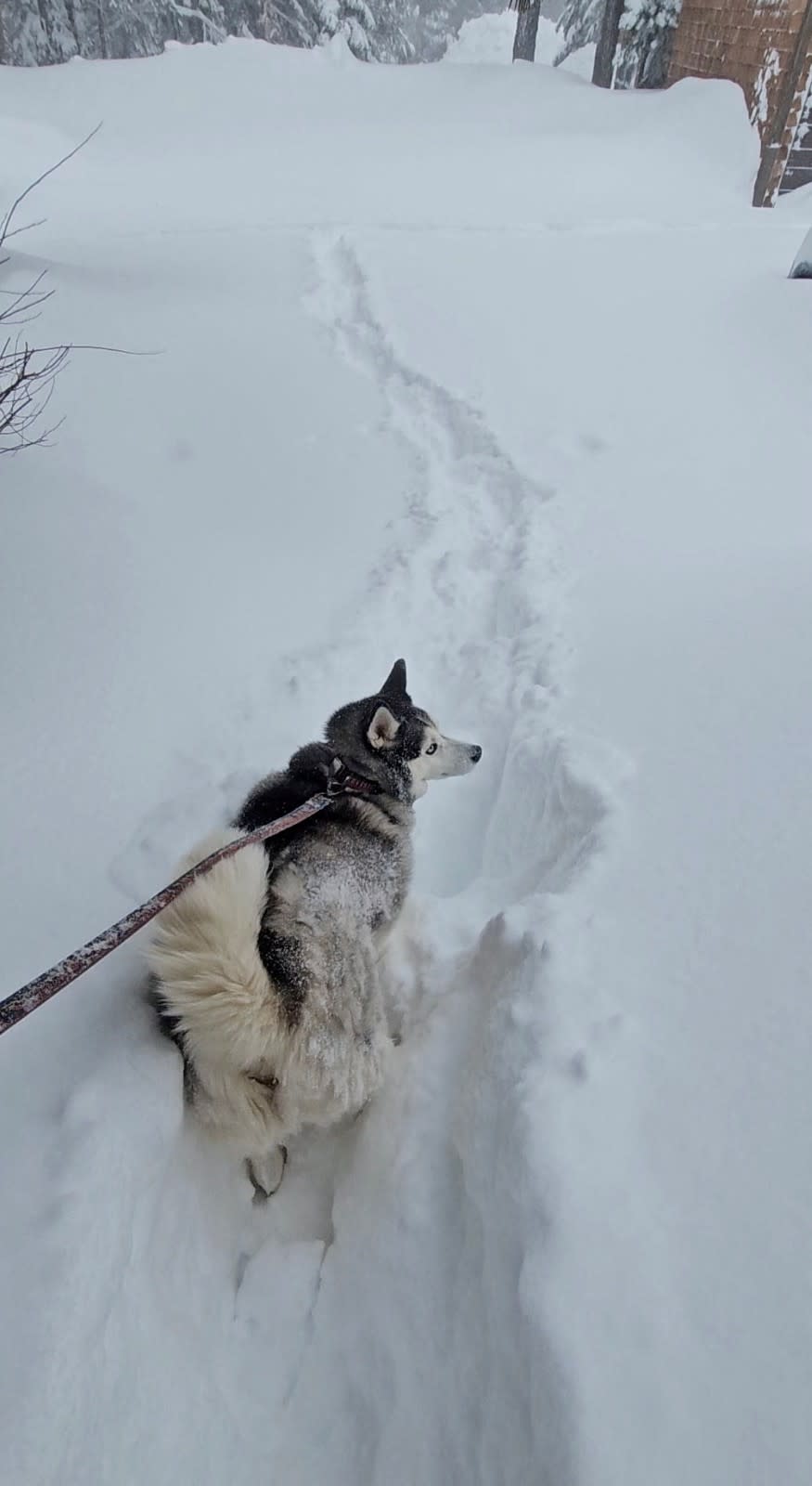 美國加州內華達山脈山區降下暴雪，狗狗出門散步也寸步難行。路透社