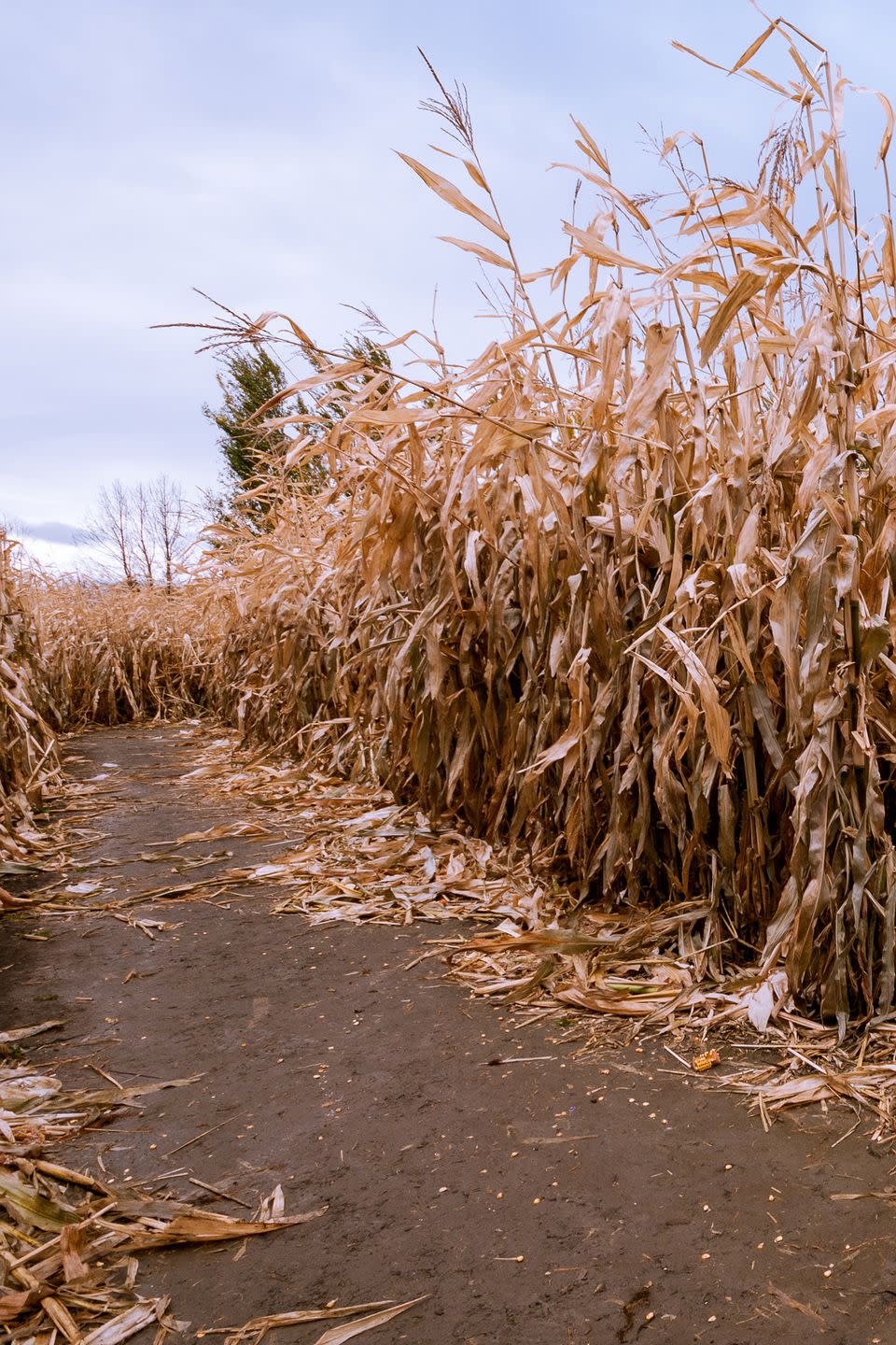 28) Newberry Cornfield Maze in Newberry, Florida