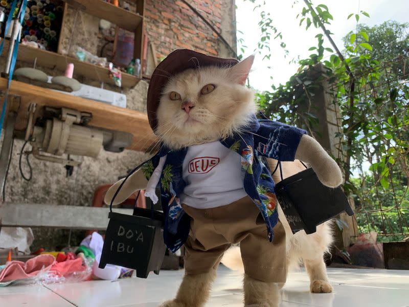 A cat wears a cosplay costume in Bogor