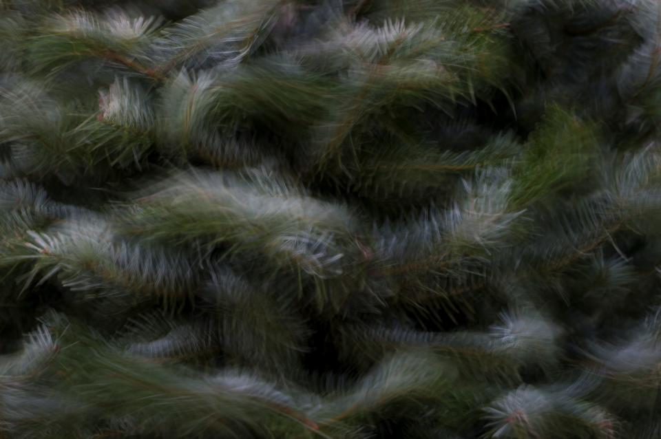 Loose needles are shaken from a freshly cut tree at Silver Bells Christmas Trees before they are baled.