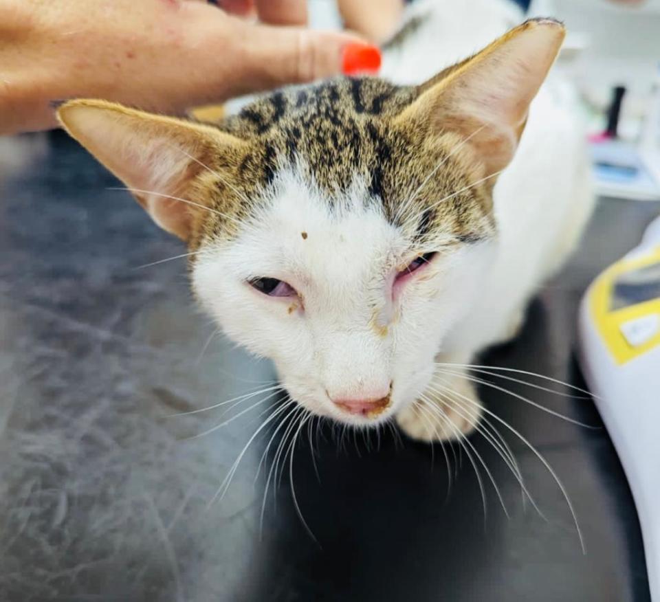 A cat recovers after being left in the desert in Abu Dhabi.  / Credit: Handout/CBS News