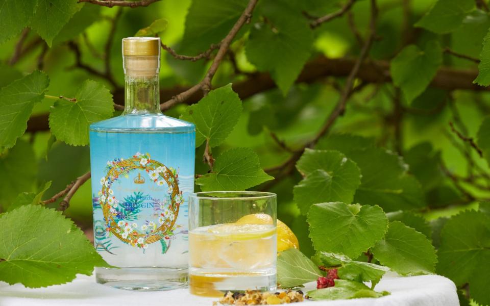 Buckingham Palace gin pictured in Buckingham Palace garden with a mulberry tree - RCT