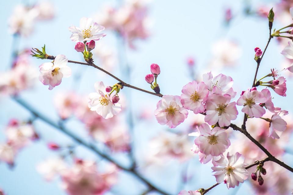 cherry blossom tree in spring