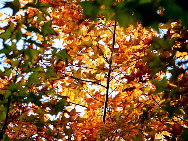 大棠紅葉21丨大棠楓香林賞紅葉路線 把握黃金時機賞港版唯美偽日韓楓葉丨附交通攻略