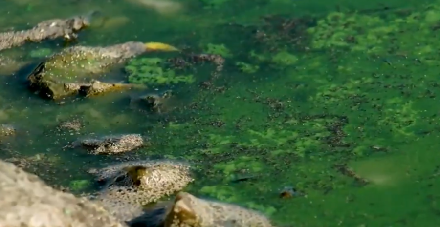 A close-up image of an algal bloom on Mantua Reservoir. (credit: KTVX)