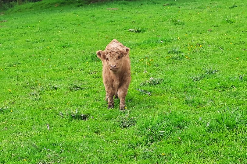 Police appeal launched after two day old Highland calf stolen