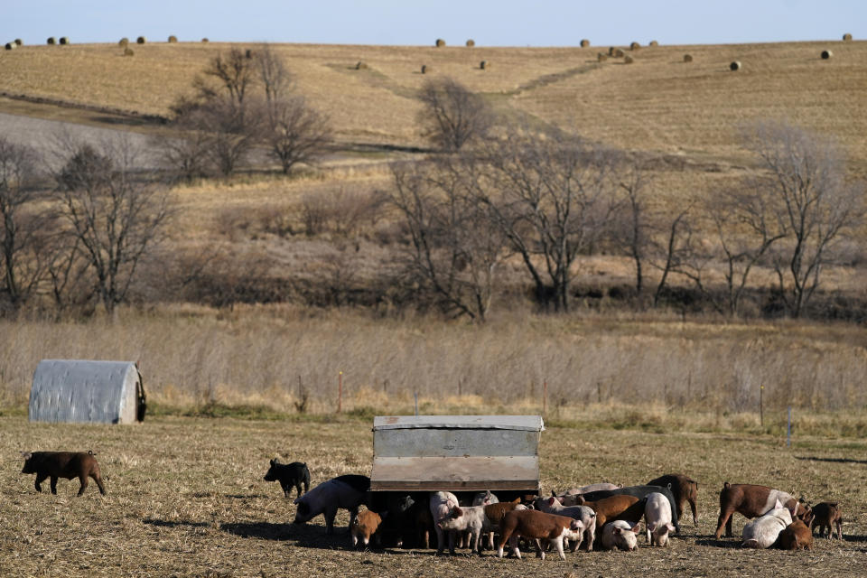 FILE - Hogs gather to feed in a pasture on the farm of Ron Mardesen, Thursday, Dec. 2, 2021, near Elliott, Iowa. A 2018 voter-approved California ballot measure, to take effect, Jan. 1, 2022, set the nation's toughest living space standards for breeding pigs. Critics have called for putting off enforcement until 2024 for fear prices will rise and jobs will be lost. Mardesen already meets the California standards for the hogs he sells to specialty meat company Niman Ranch, which supported passage of Proposition 12 and requires all of its roughly 650 hog farmers to give breeding pigs far more room than mandated by the law. (AP Photo/Charlie Neibergall, File)