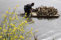 In this April 6, 2020, photo, a worker prepares to replant aquatic tubers known as lotus roots in the Huangpi district of Wuhan in central China's Hubei province. Chinese leaders are eager to revive the economy, but the bleak situation in Huangpi in Wuhan's outskirts highlights the damage to farmers struggling to stay afloat after the country shut down for two months. (AP Photo/Ng Han Guan)