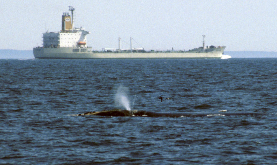In this July 1, 1999 photo provided by the International Fund for Animal Welfare, a right whale swims at the surface in Canada's Bay of Fundy as a tanker ship passes. The organization led the development of a new Whale Alert app for iPhones and iPads, which uses information from underwater microphones off the coast of New England to help mariners avoid striking the mammals. (AP Photo/International Fund for Animal Welfare)