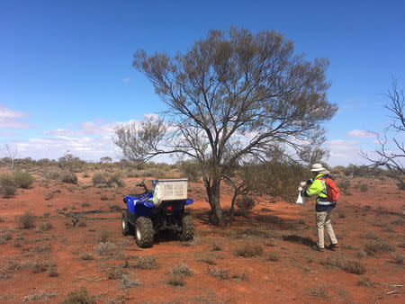 Marmota employee Mick Higgins samples an acacia tree for gold at the Goshawk project in South Australia, approximately 100 km (62 miles) southwest of Coober Pedy, Australia, September 2018. Picture taken September, 2018. Aaron Brown/Handout via REUTERS