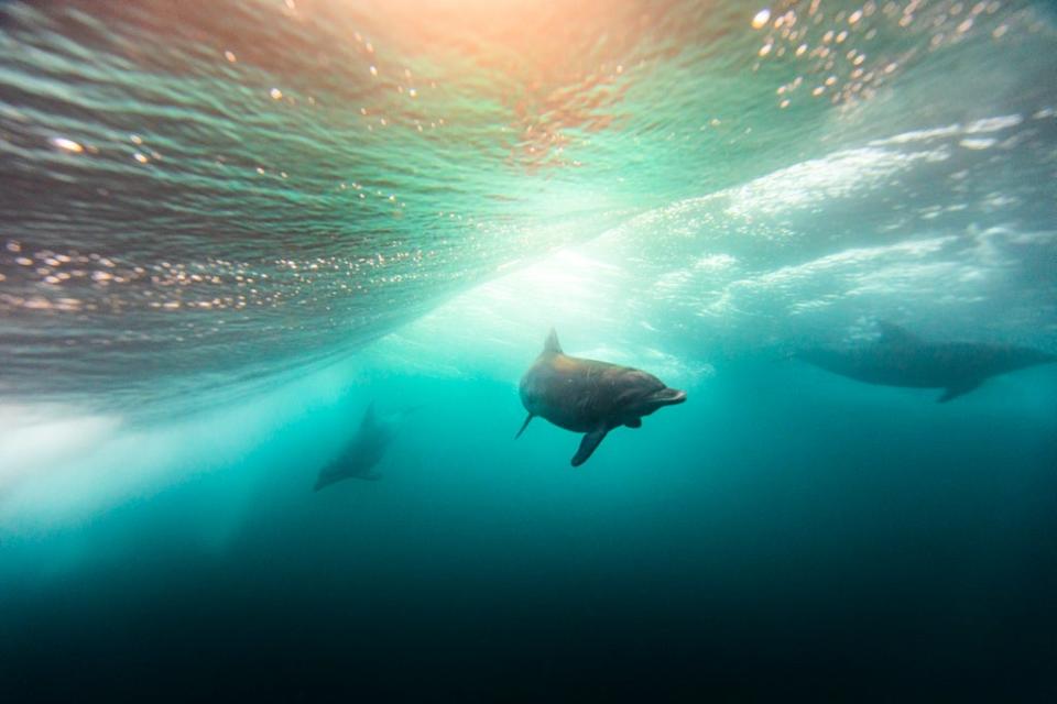 Los delfines también son capaces de comunicarse a varios kilómetros debajo del agua (Getty)