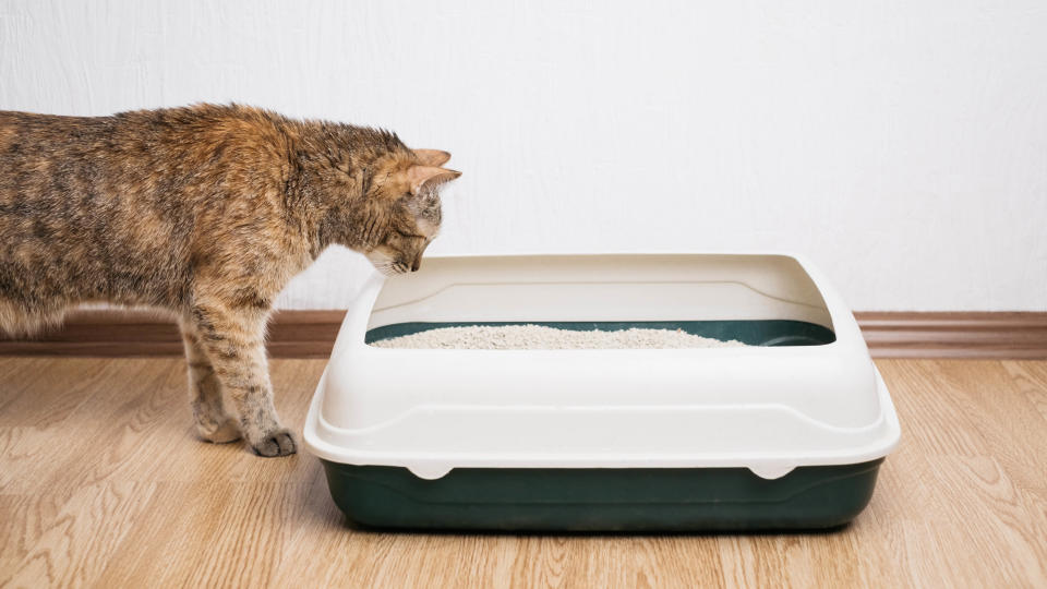 A cat looking into a litter box