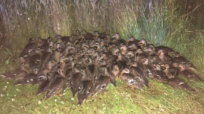 A flock of around 100 ducks which were found huddled on a roadside in Scotland. (Police Scotland).