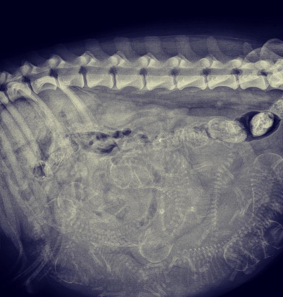 A mass of dog skeletons visible in the dog's torso