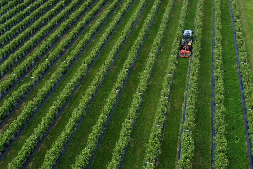 Brexit has hit food imports and domestic production (Gareth Fuller/PA) (PA Archive)