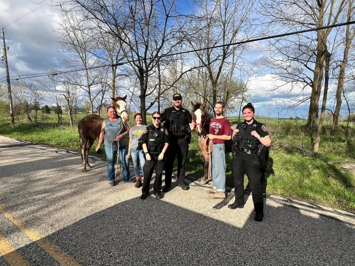 Two young horses were found running in the area of 100th Avenue in the Village of Somers around 4 p.m. on April 29, 2024. They were wrangled and brought to a shelter by the Kenosha County Sheriff's Department.