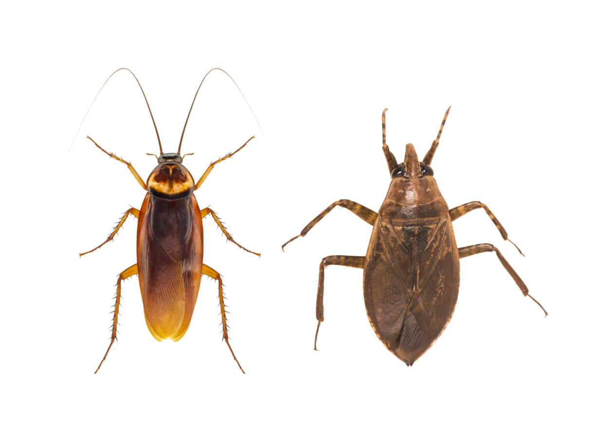 cockroach vs waterbug comparison