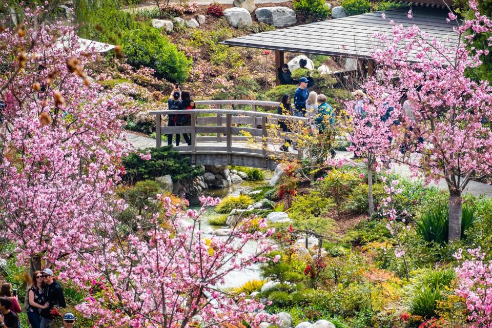 landscape in japanese friendship garden, balboa park, san diego