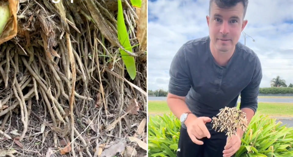 Left, an Agapanthus plant's invasive root system. Right, Steven the gardener holding a spent Agapanthus flower head. Source: TikTok/@Zanisgardening