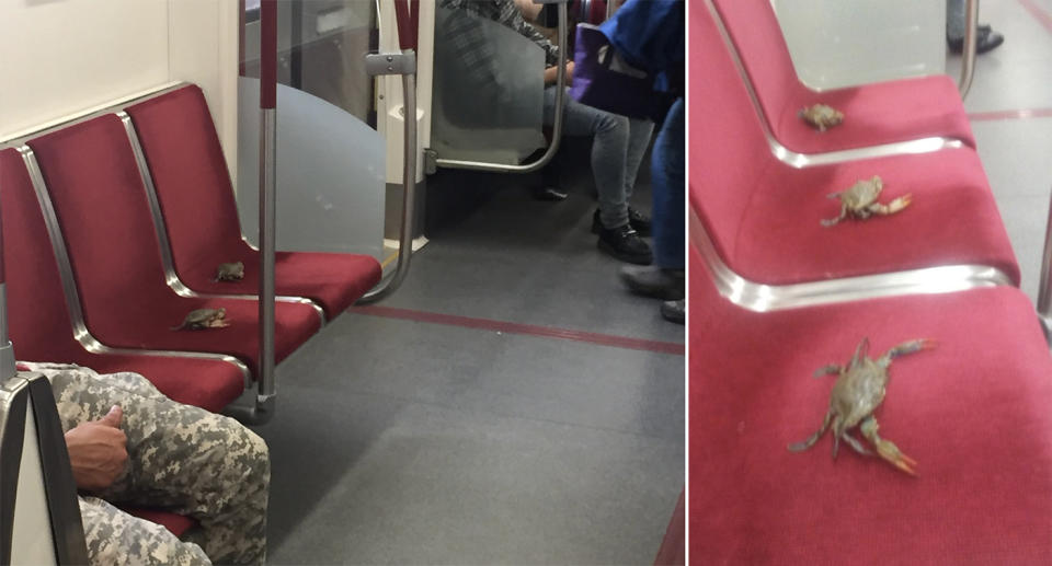 The crabs were set out over four different chairs on the train in Toronto. Source: Facebook/Kristine Hughes, Twitter/johnnyghicas