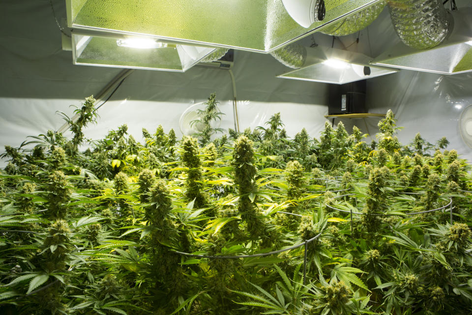 Flowering cannabis plants in an indoor grow room with special lighting and ventilation.