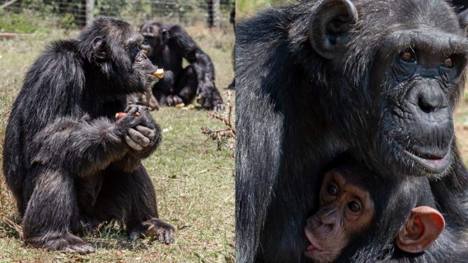 芭蘭因誤闖黑猩猩家庭部落最後遭圍攻致死。（圖／翻攝自Ol Pejeta Conservancy Facebook）