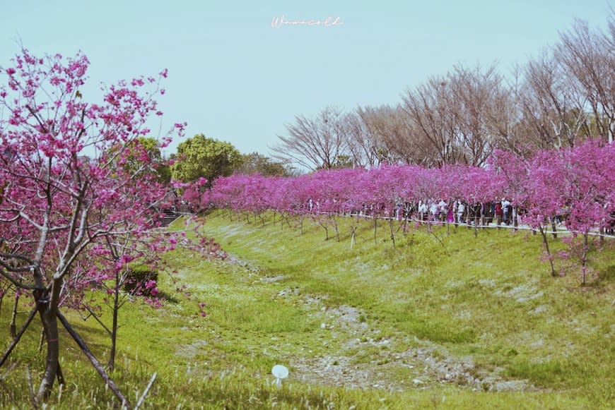 台中后里｜中科崴立櫻花公園