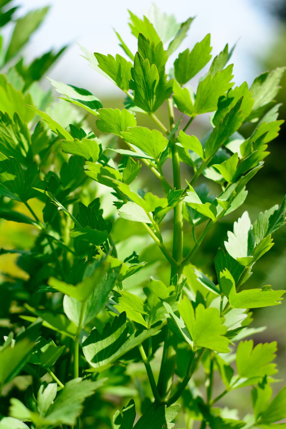 lovage plant bunch in garden